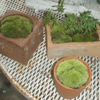 Photo Thumbnail #4: I found this moss and cutest little fern at my...