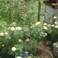 Photo Thumbnail #3: I grew these 'white marigolds' this year from...