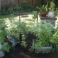 Photo Thumbnail #1: Herb Garden

Basil, thyme, oregano, lemon...