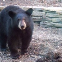 Photo Thumbnail #6: One of our backyard visitors.