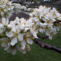 Photo Thumbnail #2: My plum tree is swarming with honeybees!