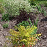 Photo Thumbnail #30: Tiger Eye sumac, Summer Wine ninebark, and...