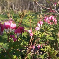 Photo Thumbnail #5: Bleeding hearts.