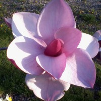 Photo Thumbnail #3: Magnolia 'Frank's Masterpiece' has huge 9" blooms.