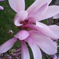 Photo Thumbnail #21: Magnolia 'Betty'