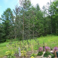 Photo Thumbnail #29: These purple leaved birches were a mothers' day...