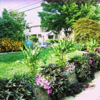 Photo Thumbnail #12: The Chocolate lillies seem to like there view...