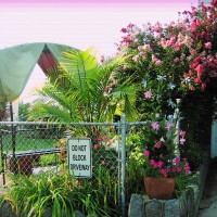 Photo Thumbnail #14: Enter into the back yard.