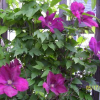 Photo Thumbnail #3: Clematis by the side of the house