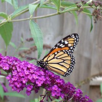 Photo Thumbnail #14: Thus the butterfly in butterfly bush.