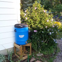 Photo Thumbnail #26: All the rain barrels are covered with a fine...