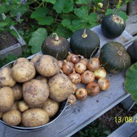 Photo Thumbnail #16: I harvested potatoes for the first time from my...