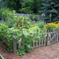 Photo Thumbnail #15: Fenced in garden area to keep the rabbits out.