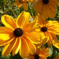 Photo Thumbnail #19: This variety of Black-eyed Susan (?) self...