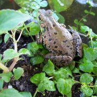 Photo Thumbnail #1: Leopard frog in late spring