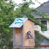 Photo Thumbnail #9: Come spring, the chickadees are the first to...