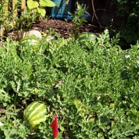 Photo Thumbnail #1: My first watermelon