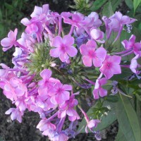 Photo Thumbnail #16