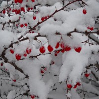 Photo Thumbnail #5: Beautiful berries