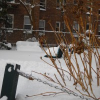 Photo Thumbnail #1: First snow of winter 2010/2011