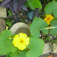 Photo Thumbnail #8: my mom said this a a squash vine, just pop up...