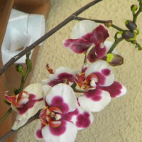 Photo Thumbnail #10: orchid, on esat side of house