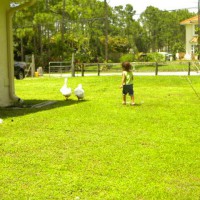 Photo Thumbnail #12: my grandaughter tring to catch a duck , with a...