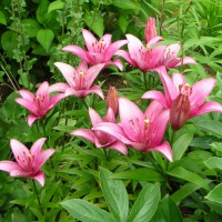 Photo Thumbnail #12: Asiatic lilies . . .