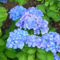 Photo Thumbnail #22: 'Nikko Blue' hydrangea . . .