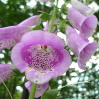 Photo Thumbnail #19: Foxglove . . .