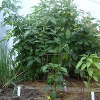 Photo Thumbnail #1: This is the hoop house garden in June. I kept...