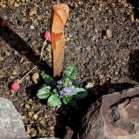Photo Thumbnail #9: The tiny sprigs of bare root AJUGA ‘Bronze...