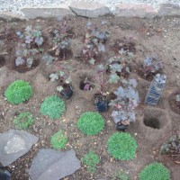 Photo Thumbnail #10: September 9, 2009.  I\'m adding Heuchera...