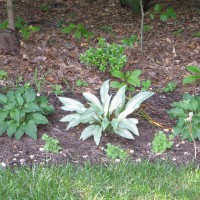 Photo Thumbnail #5: Shade garden - always a work in progress!