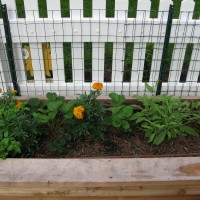 Photo Thumbnail #3: Herbs interplanted with marigolds.  I've heard...