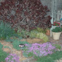 Photo Thumbnail #5: Beautiful ornamental peach has BRIGHT pink...