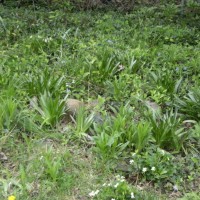 Photo Thumbnail #6: Vinca, hostas, ???