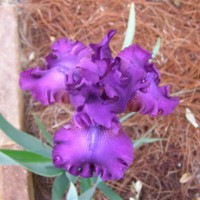 Photo Thumbnail #16: Swingtown Bearded Iris.  Like the daylily, this...