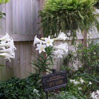 Photo Thumbnail #2: My Easter lilies in bloom.  I bought them in...