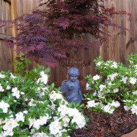 Photo Thumbnail #5: Encore Azaleas and Japanese Maple tree.