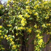 Photo Thumbnail #17: Carolina Jessamine covers the fence between our...