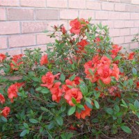 Photo Thumbnail #11: Autumn Embers - Encore Azaleas.  These bloom at...