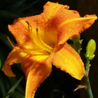 Photo Thumbnail #12: Lucille Daylily. My mother gave me daylillies...