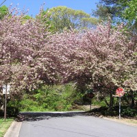 Photo Thumbnail #4: Arch of Cherry Trees