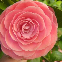 Photo Thumbnail #9: Camelia Bloom