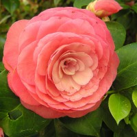 Photo Thumbnail #8: Camelia Bloom