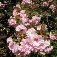 Photo Thumbnail #2: Cherry Blossoms