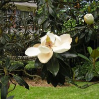 Photo Thumbnail #20: Little Gem Magnolia