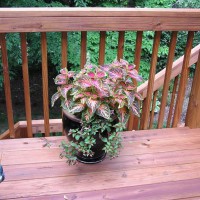 Photo Thumbnail #15: Coleus looks beautiful on the deck