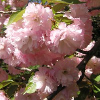 Photo Thumbnail #1: Cherry Blossoms